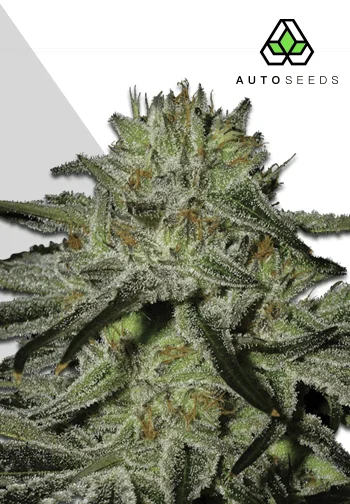 Auto Seeds > Kush Doctor Auto cannabis seeds, marijuana seeds, weed seeds
