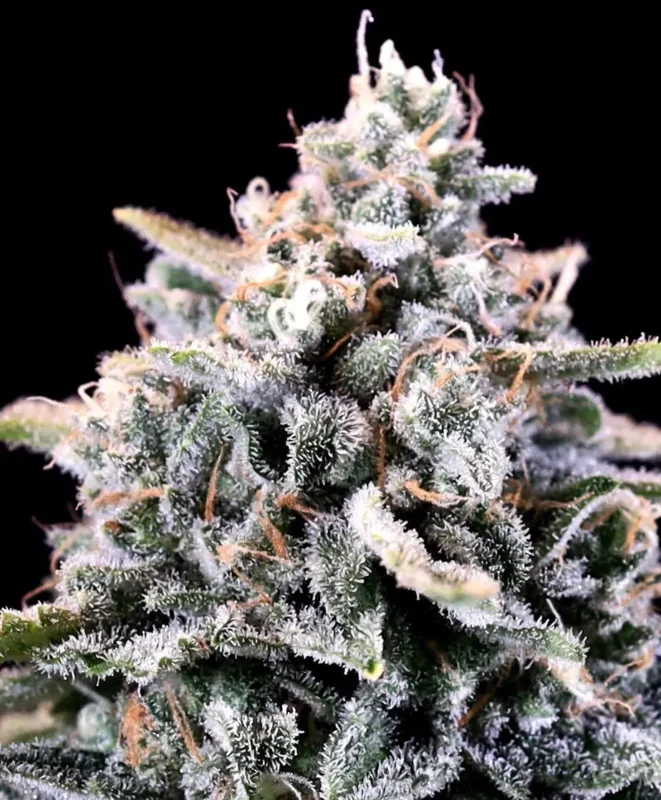 Close-up of a Laundry List (F) cannabis plant bud displaying a frosty appearance with dense trichomes and vivid green leaves, set against a black backgroundโideal for boosting SEO with relevant keywords.