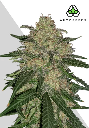 Auto Seeds > Mango Cookies Auto cannabis seeds, marijuana seeds, weed seeds