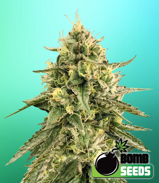 Bomb Seeds > Monkey Bomb canabis seeds, marijuana seeds, weed seeds