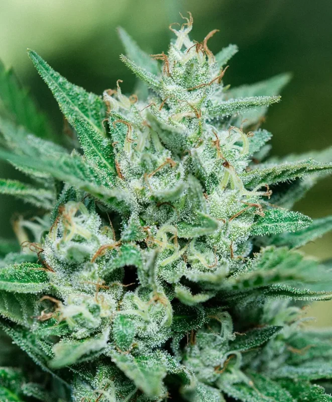Papa Smurf Cannabis Seed by Atlas Seed