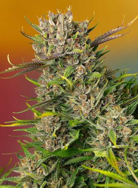 Close-up image of a Papaya Zoap Auto (F) cannabis plant showcasing its dense, frosty buds and vibrant green leaves set against a gradient backdrop of orange and red.