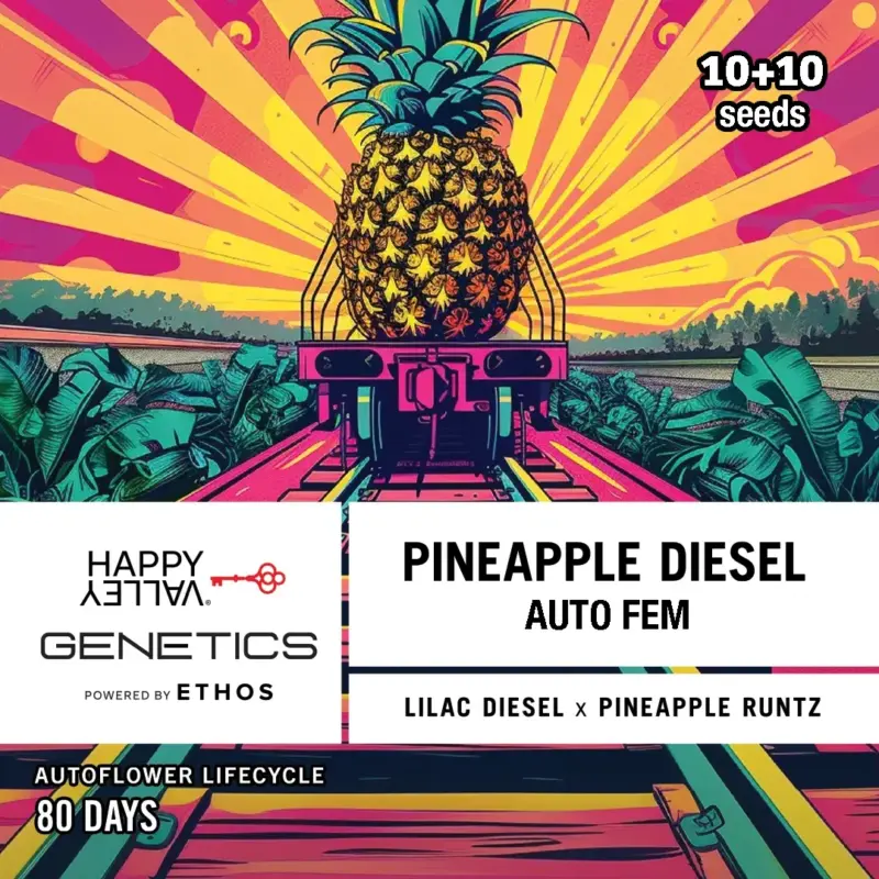 Happy Valley Genetics > Pineapple Diesel 10+10 seeds