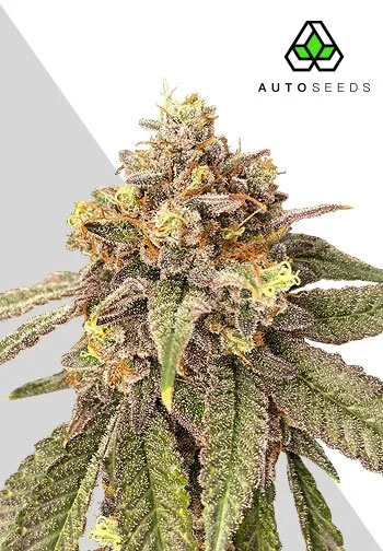 Auto Seeds > Pink Runtz Auto cannabis seeds, marijuana seeds, weed seeds