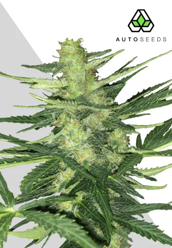 Auto Seeds > Polar Express Auto cannabis seeds, marijuana seeds. weed seeds