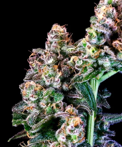 Close-up of a cannabis plant with dense buds covered in trichomes and orange hairs against a black background, showcasing the Purple Punch (F) cannabis strain.