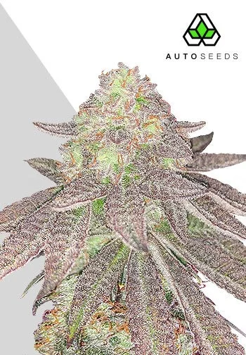 Auto Seeds > Rainbow Glue Auto cannabis seeds, marijuana seeds, weed seeds