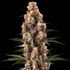 Rainbow Kush Auto Cannabis Seeds by Bulk White Label