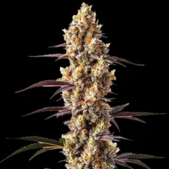 Rainbow Kush Cannabis Seeds by Bulk White Label