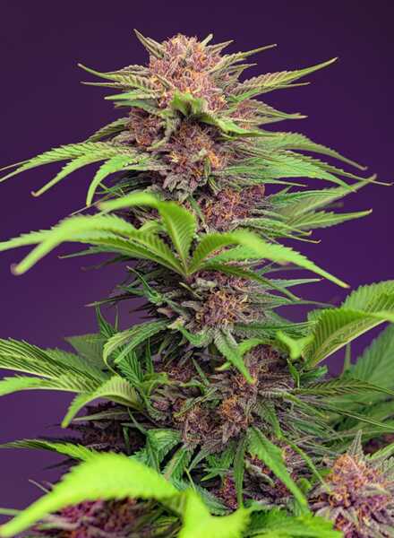 Close-up of a Red Mimosa XL Auto (F) cannabis plant against a purple background, showcasing dense green and purple foliage with numerous buds.