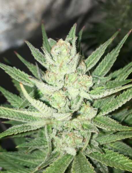 Close-up of Rocksteady (F) cannabis plant's flowering bud stage, showcasing green leaves and frosty trichomes with a vibe as steady and chill as a Rocksteady groove.