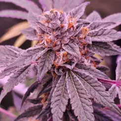 Rose Gold Candiez Cannabis Seeds by North Atlantic Seed Co Private Label