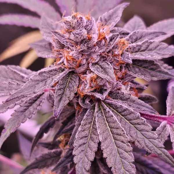 Rose Gold Candiez Cannabis Seeds by North Atlantic Seed Co Private Label