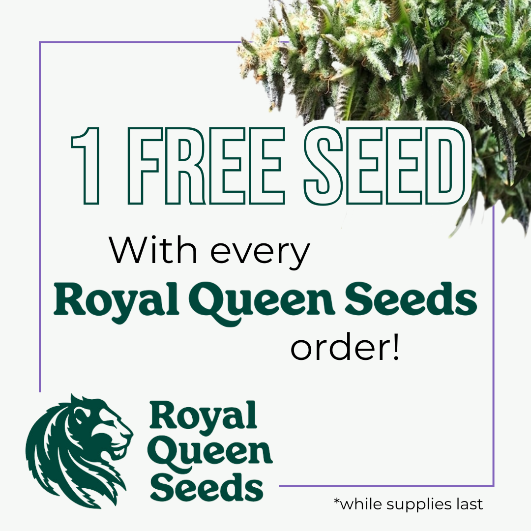 Royal Queen Seeds cannabis seeds