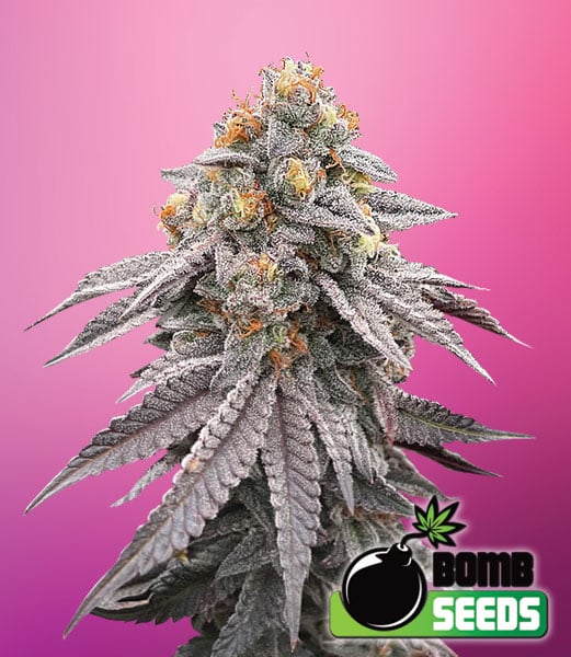 Bomb Seeds > Runtz Bomb cannabis seeds, marijuana seeds, weed seeds