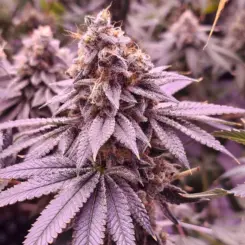 Shivaz by North Atlantic Seed Co Private Label