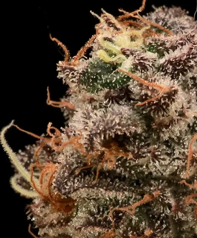 Sour Cherry Diesel Cannabis Seed by Atlas Seed