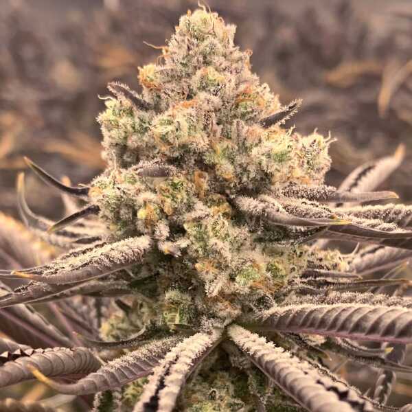 Sour Grape Punch - Elev8 Seeds