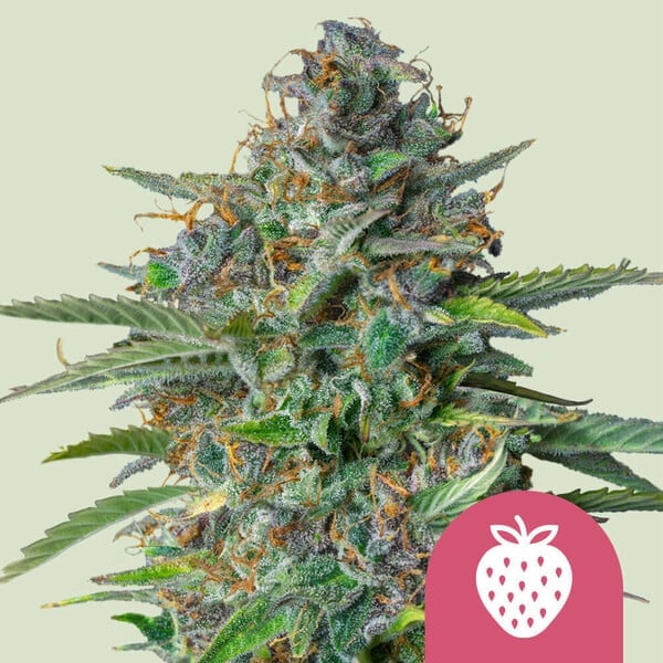 Royal Queen Seeds > Strawberry Cough cannabis seeds, marijuana seeds, weed seeds