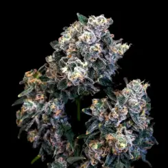 Super Sour Runtz Cannabis Seed by Atlas Seed
