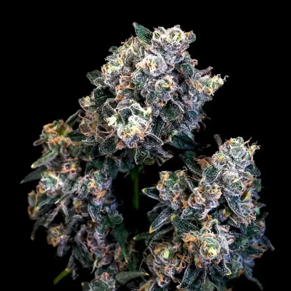 Super Sour Runtz Cannabis Seed by Atlas Seed