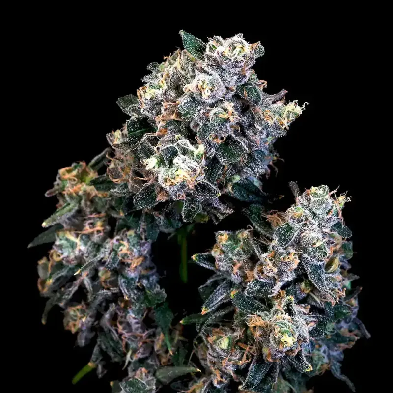 Super Sour Runtz Cannabis Seed by Atlas Seed