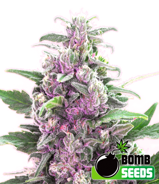 Bomb Seeds > THC Bomb cannabis seeds, marijuana seeds, weed seeds
