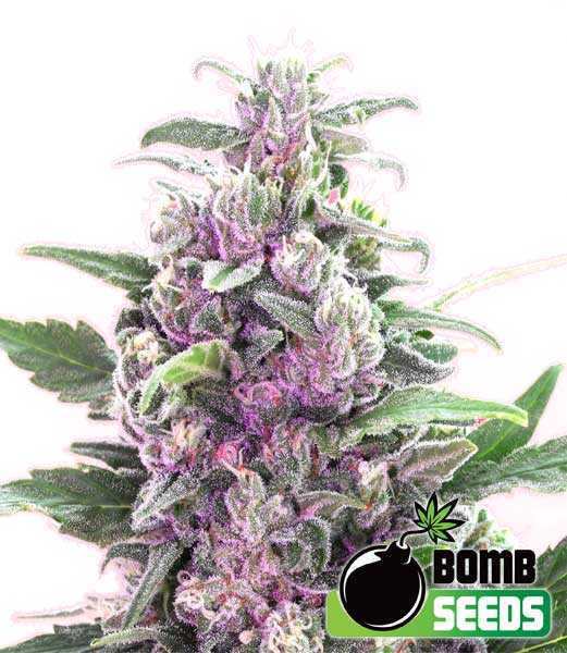 Bomb Seeds > THC Bomb Auto cannabis seeds, marijuana seeds, weed seeds