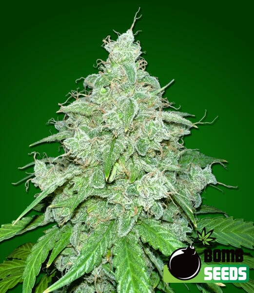 Bomb Seeds > THC Fritters Auto cannabis seeds, marijuana seeds, weed seeds