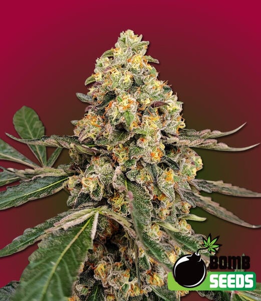 Bomb Seeds > THC Fritters cannabis seeds, marijuana seeds, weed seeds