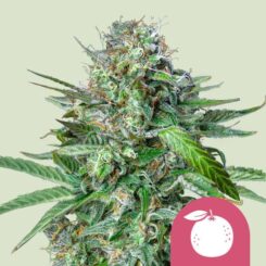 Royal Queen Seeds > Tangie cannabis seeds, marijuana seeds, weed seeds