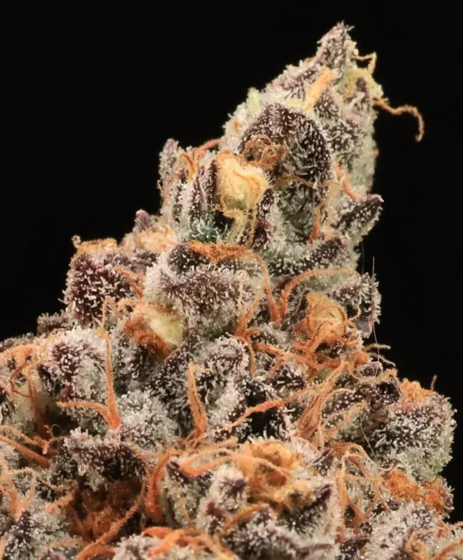 The Pandalorian Cannabis Seeds by Atlas Seed
