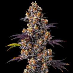 Tropicana Cookies Purple Cannabis Seeds by Bulk White Label