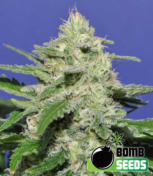 Bomb Seeds > Widow Bomb cannabis seeds, marijuana seeds, weed seeds