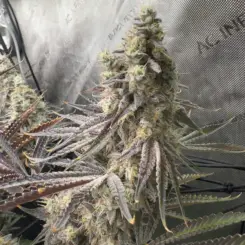 Zero Gravity X Devil Driver Cannabis Seeds by Tiki Madman Seeds