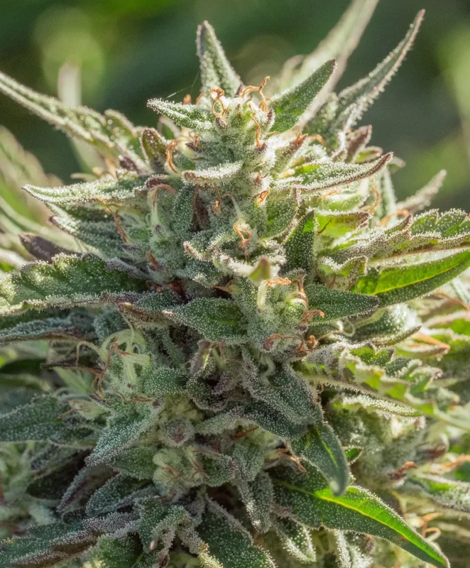 Mythic Cheetah Fast Cannabis Seed by Atlas Seed