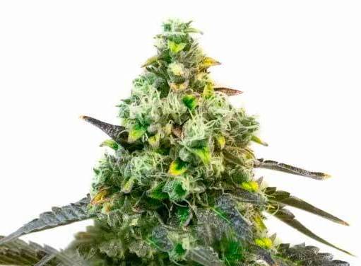Close-up of a mature Godfather OG (F) cannabis bud with visible trichomes and leaves, isolated on a white background. bulk white label weed seeds cannabis seeds marijuana seeds