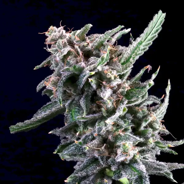 Cherry Lime Reserve Cannabis Seeds by Atlas Seed