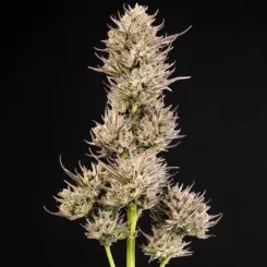 Face Fat Cannabis Seeds by Atlas Seed