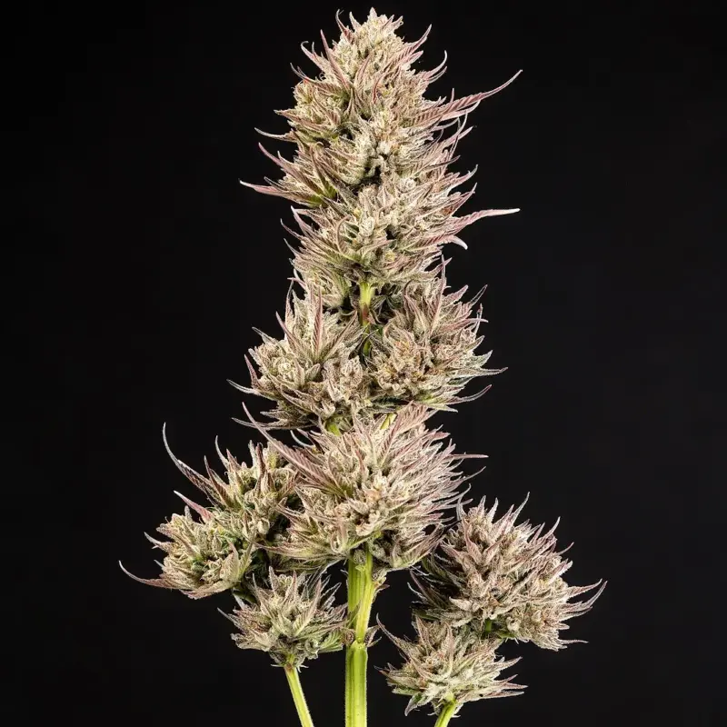 Face Fat Cannabis Seeds by Atlas Seed