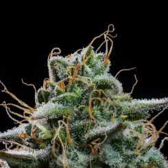 Fog Dog Auto Cannabis Seeds by Atlas Seed