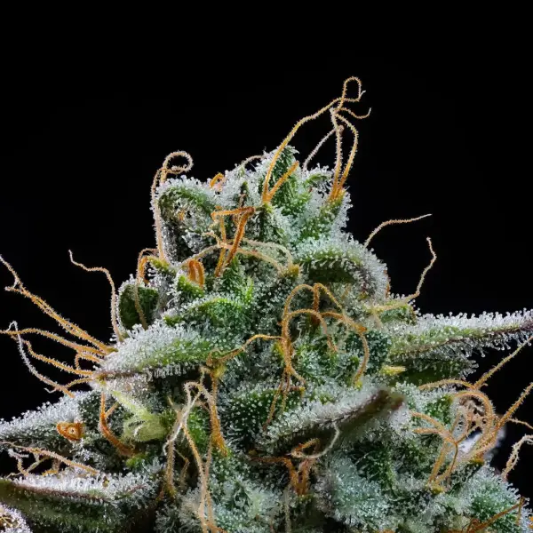 Fog Dog Auto Cannabis Seeds by Atlas Seed