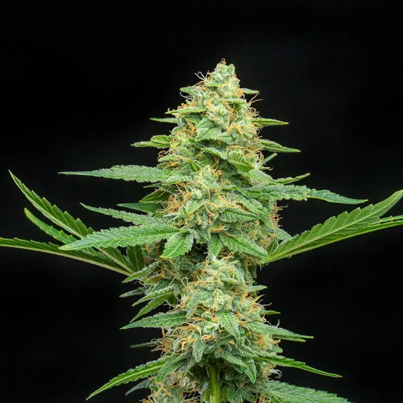 Froot by The Foot Auto Cannabis Seeds by Atlas Seed