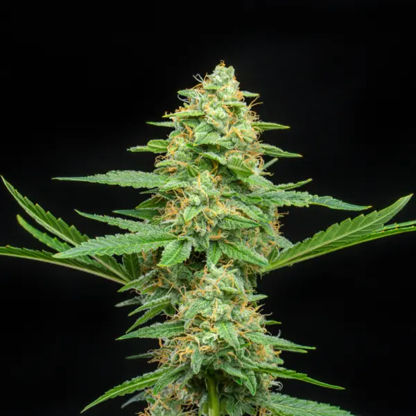 fruit by the foot cannabis seeds by bulk white label