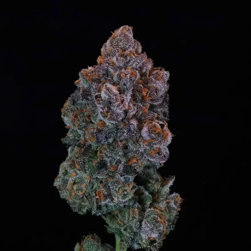 Green Apple Candy Cannabis Seed by Atlas Seed