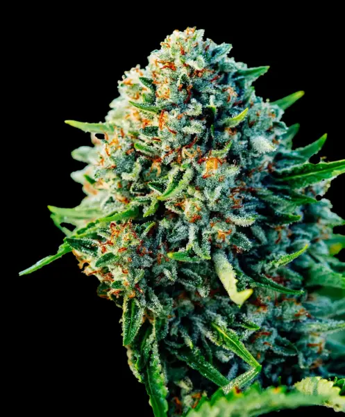 Gummiebears Auto Cannabis Seeds by Bulk White Label