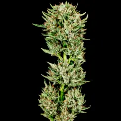 gummiebears cannabis seeds by bulk white label