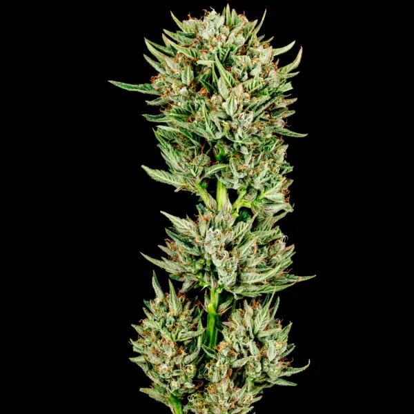 gummiebears cannabis seeds by bulk white label