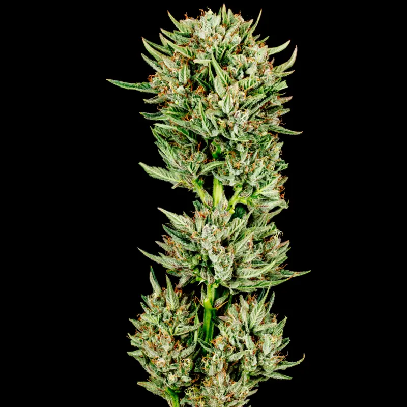 gummiebears cannabis seeds by bulk white label