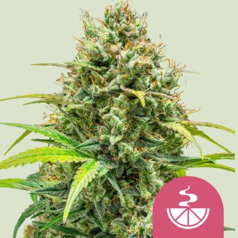Lemon Skunk (F) – Cannabis Seeds for Sale | North Atlantic Seed Co.